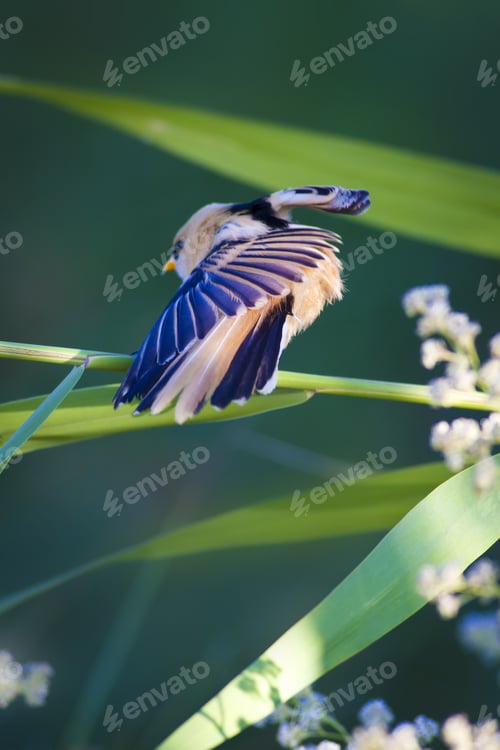 Preview: Cute Bird. Green Nature Background. Bearded Reedling / Panurus Biarmicus
