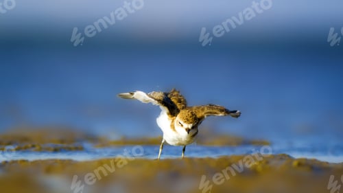 Preview: Cute Bird Plover. Blue Sea And Yellow Sand Nature Background. Kentish Plover Charadrius Alexandrinus