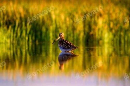 Preview: Cute Water Bird And Nature Background. Green, Yellow Nature Background. Water Reflection. Bird
