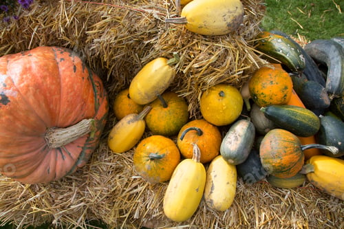 Preview: Ecological And Biological Harvest Of Pumpkins Displayed On Hay For Sale On The Yard And Famers