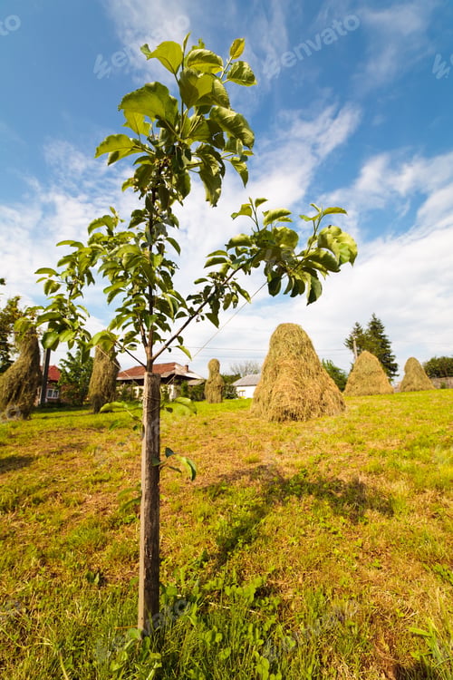Preview: Landscape With A Baby Peach Tree In The Countryside