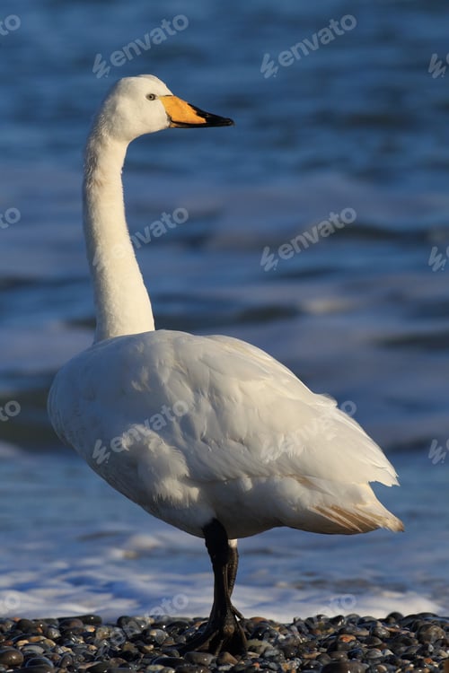 Preview: Whooper Swan (Cygnus Cygnus) Helgoland Germany