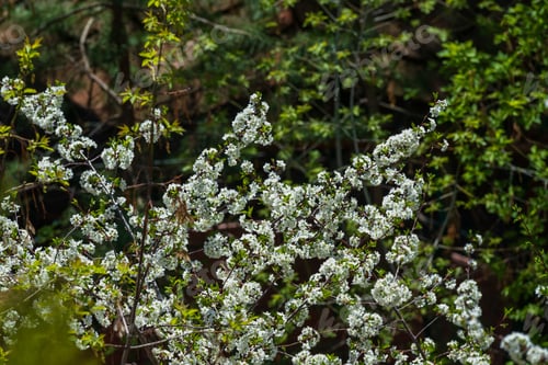 Preview: Cherry Blossoms In The Early Spring At Sunny Day
