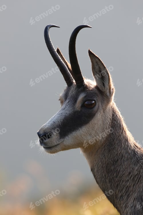 Preview: Chamois (Rupicapra Rupicapra) Vosges Mountains, France