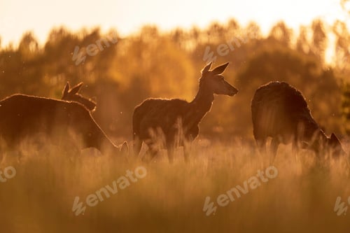 Preview: Group Of Red Deer Hinds In Meadow Backlight By Evening Sun.