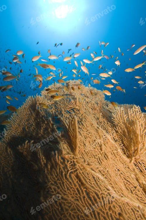 Preview: Gorgonian Fan Coral And Lyretail Anthias In The Red Sea