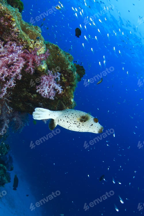 Preview: Masked Pufferfish And Coral Reef