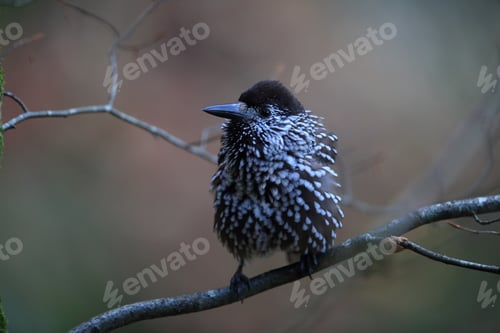 Preview: Spotted Nutcracker, Eurasian Nutcracker Black Forest Germany