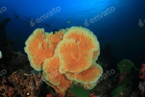 Preview: Gorgonian Fan Coral On Reef