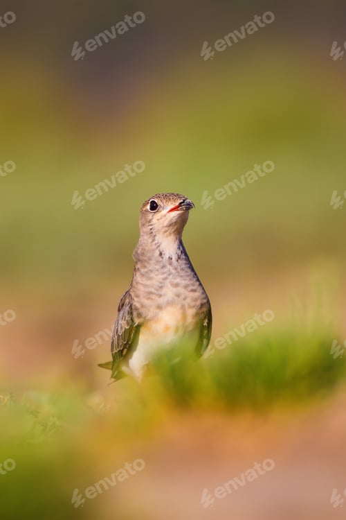 Preview: Cute Bird Collared Pratincole. Warm Colors Nature Background. Collared Pratincole / Glareola