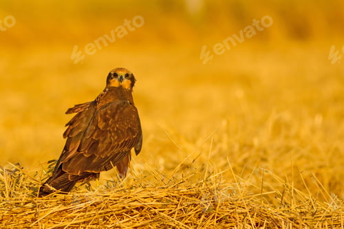 Preview: Wild Bird. Yellow Nature Background. Bird: Western Marsh Harrier. Circus Aeruginosus.