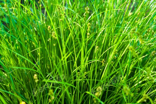 Preview: Spring Or Summer Natural Abstract Background With Grass