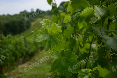 Preview: View Of A Green Summer Vineyard