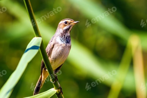Preview: Bird On Branch. Green Nature Background. Bluethroat / Luscinia Svecica