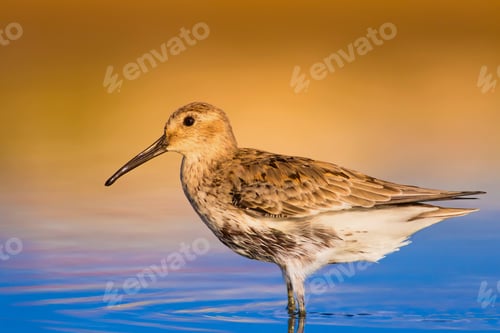 Preview: Cute Water Bird. Blue Yellow Nature Background. Curlew Sandpiper / Calidris Ferruginea