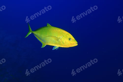Preview: Golden Trevally