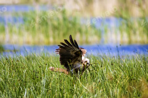 Preview: Hawk Nest. Green Blue Nature Background. Bird: Western Marsh Harrier.