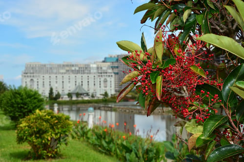 Preview: Fruiting Shrub On Bokeh Background