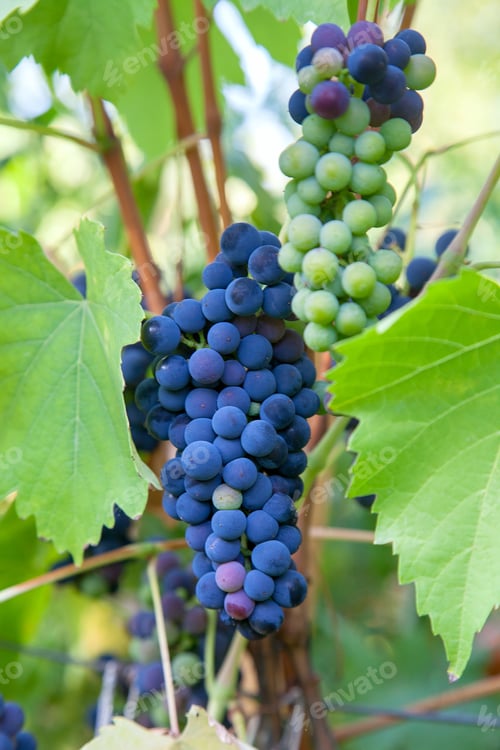 Preview: Bunch Of Blue Grapes Hanging On Grapes Bush In A Vineyard. Close Up View Of Bunch Blue Grapes