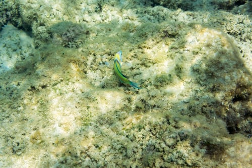 Preview: Underwater Texture In Ionian Sea, Zakynthos, Greece