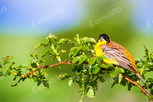 Preview: Cute Bird. Green Nature Background. Bird On Green Branch. Black Headed Bunting