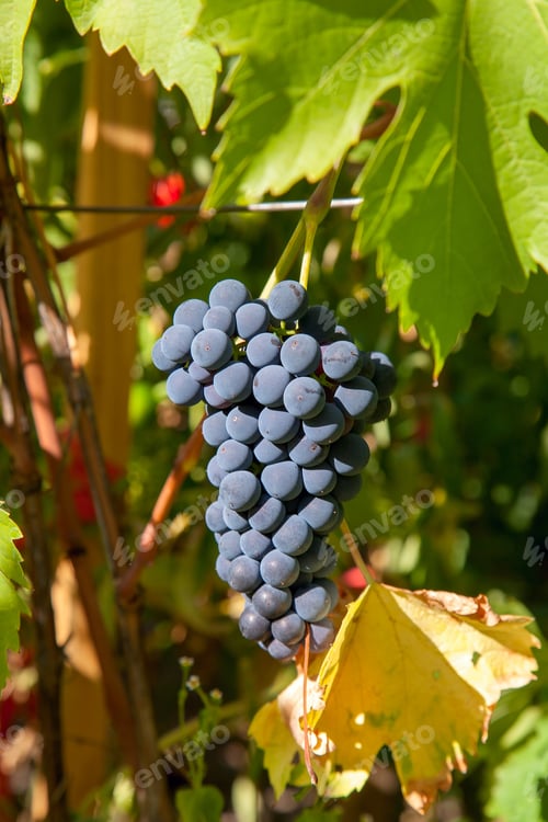 Preview: Bunch Of Blue Grapes Hanging On Grapes Bush In A Vineyard. Close Up View Of Bunch Blue Grapes