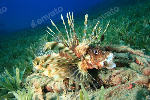Preview: Lionfish Yawning