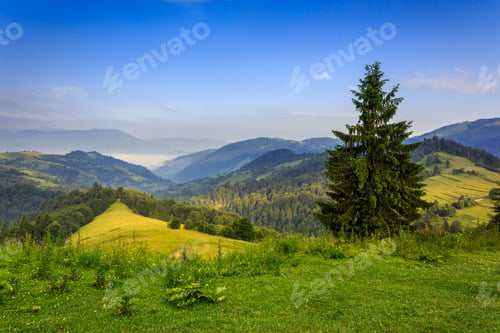 Preview: Spruce Tree On The Edge Of Clearing In Mountains