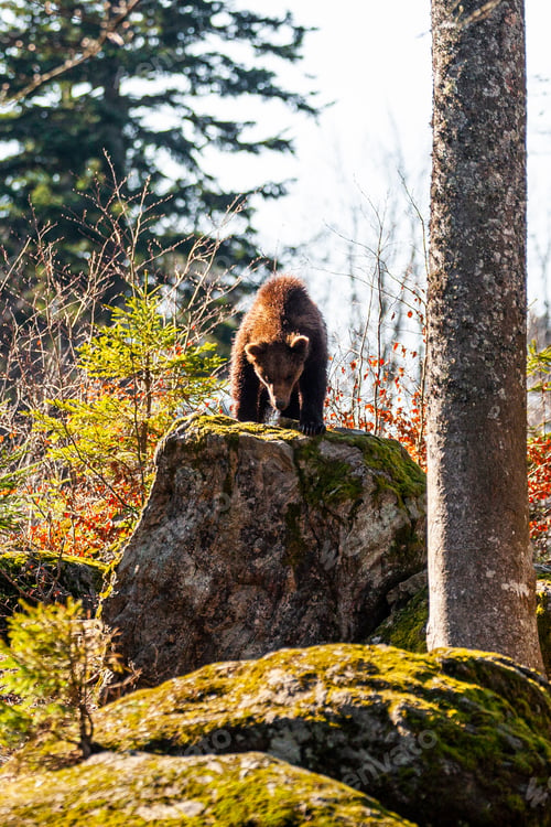 Preview: Brown Bear (Ursus Arctos) In Lake Clark National Park, Alaska, Usa