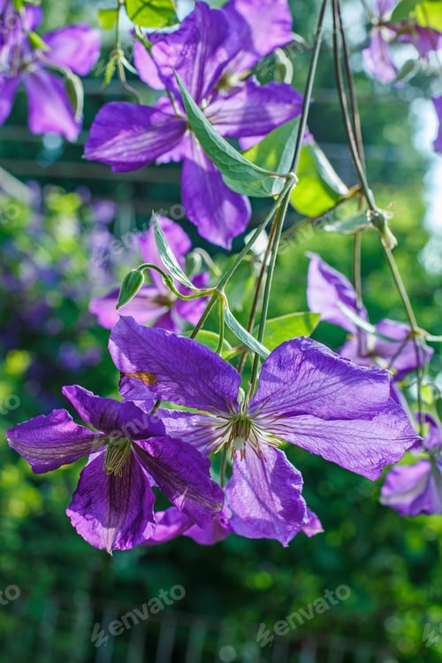 Preview: The Flowers Of Clematis. Clematis - A Climbing Plant In The Summer Garden. Purple Clematis.
