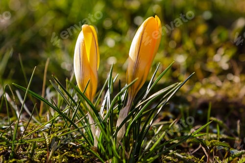 Preview: Beautiful Spring Background With Close-Up Of A Group Of Blooming Purple, Yellow, White Crocus