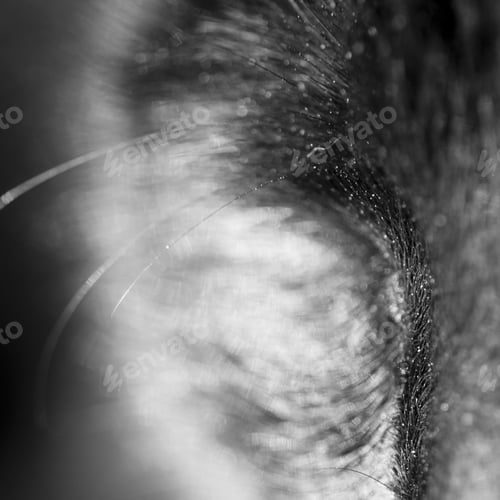 Preview: Cat Abstract