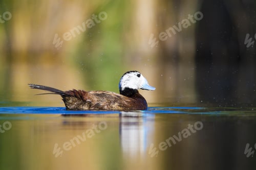 Preview: Swimming Duck. Colorful Lake Habitat Background. Bird: White Headed Duck. Oxyura Leucocephala.
