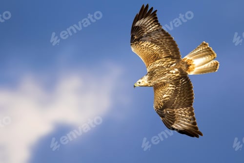 Preview: Bird Of Prey. Isolated Bird. Blue Sky Background. Long Legged Buzzard. Buteo Rufinus.
