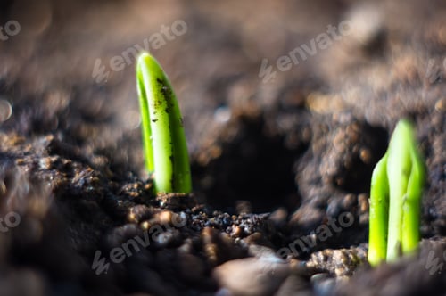 Preview: Growing Little Green Sprouts Of Young Plants In Sunlight