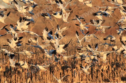 Preview: Snow Geese Bosque Del Apache, New Mexico Usa