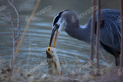 Preview: Great Blue Heron (Ardea Herodias) Eating A Fish Bosque Del Apache National Wildlife Refuge New