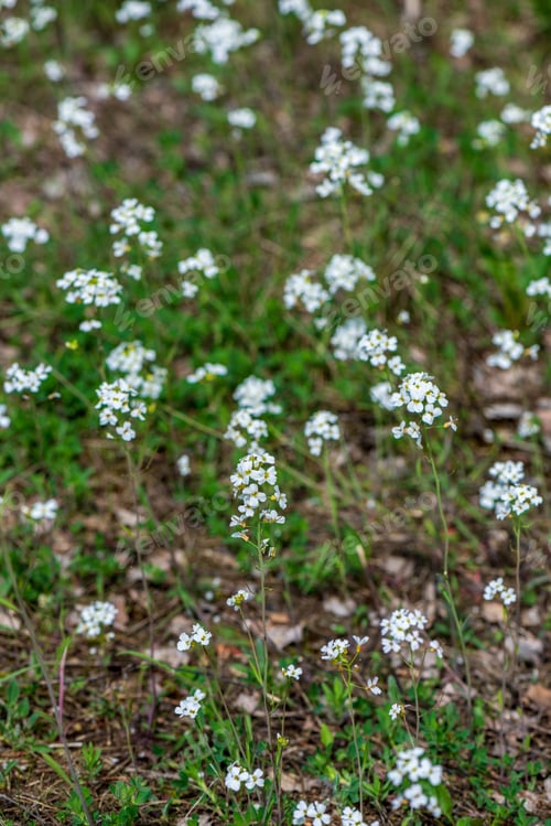 Preview: White Spring Flowers On Natural Green Meadow Background. Nature