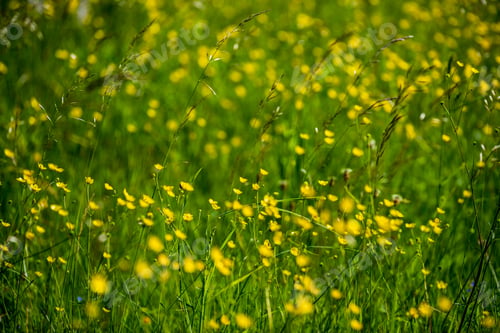 Preview: Beautiful Meadow With Blooming Flowers In Sunny Day In Summer. Colorful Background