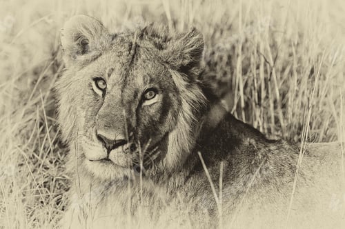 Preview: Vintage Style Image Of A Male African Lion In The Maasai Mara National Park, Kenya