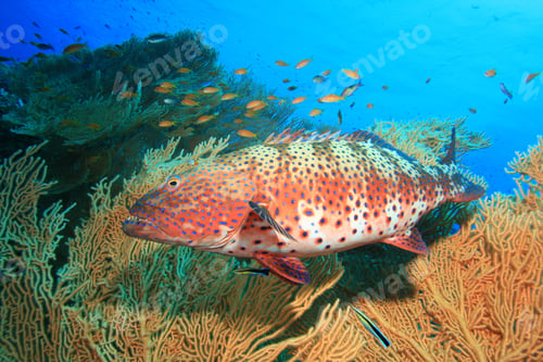 Preview: Red Sea Coral Grouper Beside Giant Sea Fan (Gorgonian) Coral