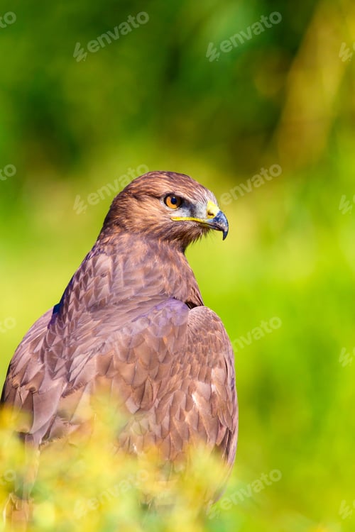 Preview: Bird Of Prey. Portrait Of Buzzard. Green Nature Background.