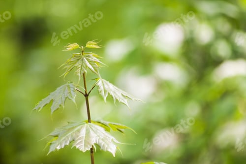 Preview: Branches With Green Leaves On Natural Background