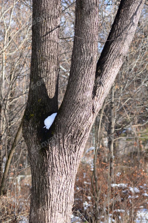Preview: Tree Trunk