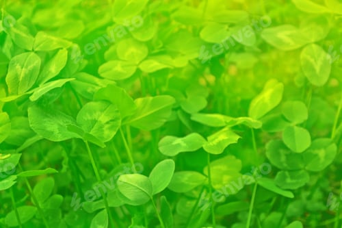 Preview: Green Clover Leaves On A Background Summer Landscape