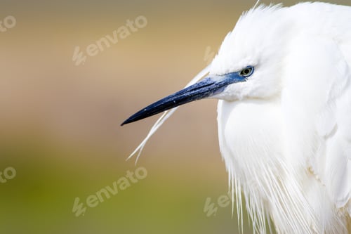Preview: White Beauty Heron. Colorful Water Nature Background. Bird: Little Egret. Egretta Garzetta.