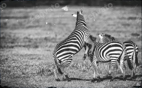 Preview: Zebras In The Ngorongoro Crater, Tanzania