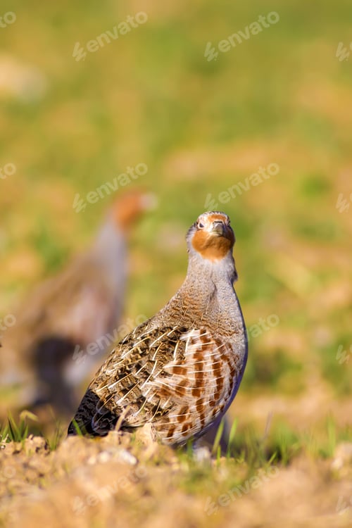 Preview: Partridges. Colorful Nature Background. Bird: Grey Partridge. Perdix Perdix.
