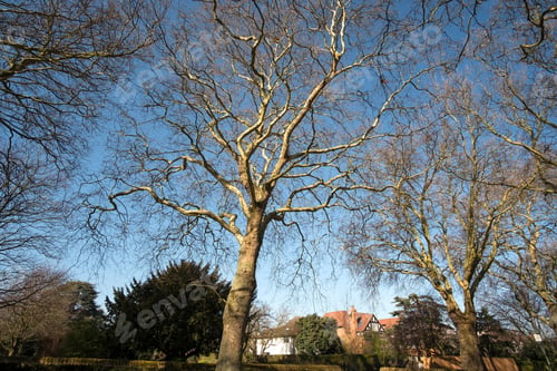 Preview: Bare Tree Blue Sky Background