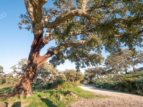 Preview: Old Cork Oak In The Andalusian Countryside. "Parque De Los Alcornocales", Algeciras, Andalusia